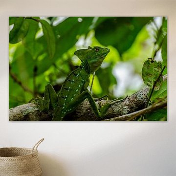 Kleurrijke Basilisk Leguaan in Tropische Omgeving