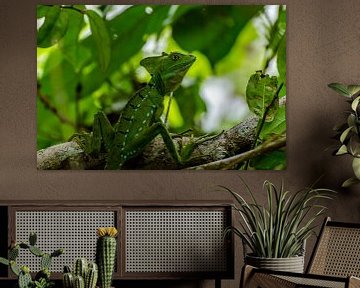 Basilisk iguana by Jorick van Gorp