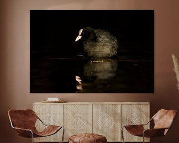 Coot under the right lighting conditions by Remco Van Daalen