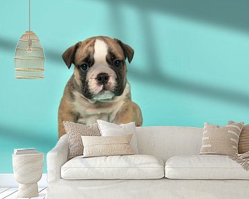Englischer Bulldoggen-Welpe