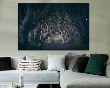 Ireland Dark Hedges in the first light by Jean Claude Castor