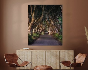 Dark Hedges in Nordirland am Morgen von Jean Claude Castor