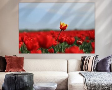 Rote Tulpe im orangefarbenen Feld. von Hester Hielkema