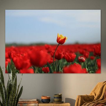 Tulipe rouge dans le champ orange.