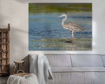 Great Blue Heron by Hennie Zeij