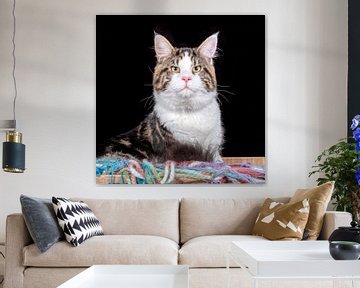 Maine Coon-Katze von Tony Wuite