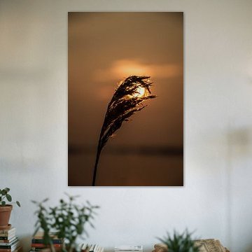 Riet voor de zonsondergang