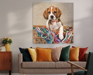 Beagle pup by Tony Wuite