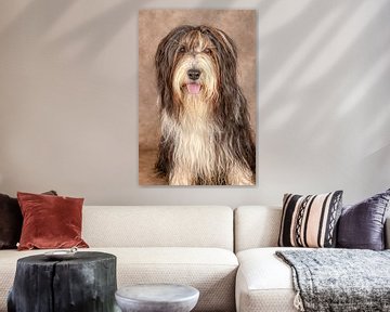Bearded Collie by Tony Wuite