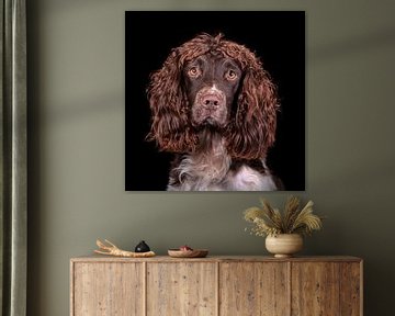 English jumper spaniel by Tony Wuite