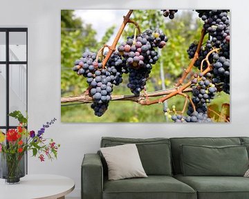 Des raisins pour le vin sur Judith van Bilsen
