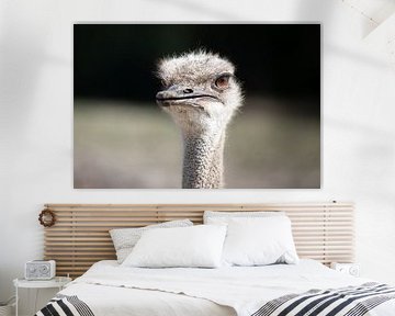 Ostrich close-up brown eyes