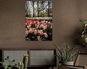 Die Tulpen des Keukenhof-Gartens von Emily Rocha