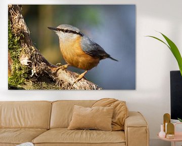 Nuthatch sur Dirk Rüter