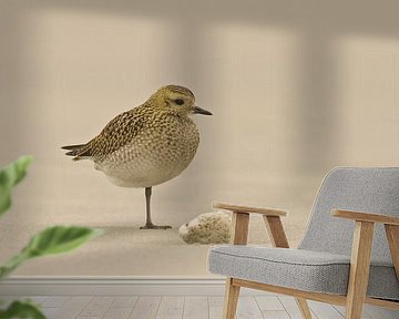 European Golden Plover resting on the beach by Beschermingswerk voor aan uw muur