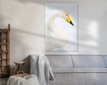 Whooper Swan (Cygnus cygnus) portrait by Beschermingswerk voor aan uw muur