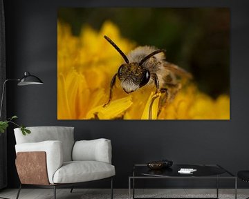 Fluffy by Nico de Haan