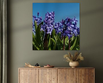 Hyacint by Wim de Lange