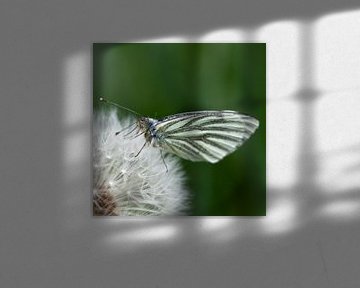 Vlinder op pluizebol von Wim de Lange