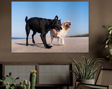 Twee spelende honden op het strand van Annelies Cranendonk