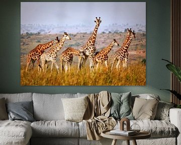 Giraffes wildlife in Uganda by W. Woyke