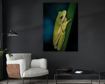 The green tree frog by Hennie Zeij