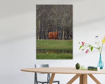 Schotse Hooglander in bos op Texel van Inge Kampen