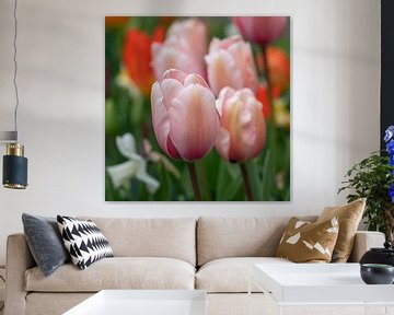Tulpe (Tulipa) von Alexander Ludwig