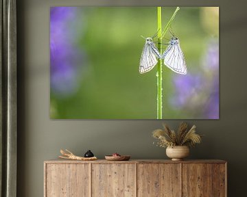Schmetterling, vlinder von Karin Luttmer