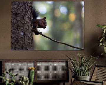 Eichhörnchen auf einem Baum im Gegenlicht, Eekhoorn op een boom in het achterlicht von Karin Luttmer