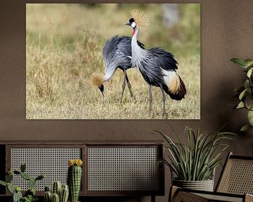 Crowned Cranes by Angelika Stern