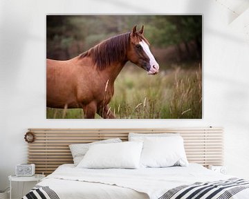 wild horse van VeraMarjoleine fotografie