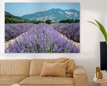 Lavender fields in bloom in the Drome France by Marjo Kusters