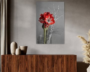 Bloem van de Amaryllis van Gottfried Carls