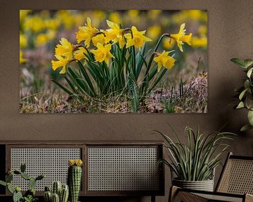Daffodils by Gottfried Carls
