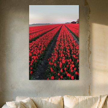 Tulpen
