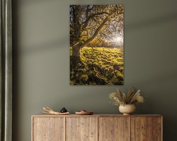 Gnarled walnut tree in a clearing in the Taunus Mountains by Christian Müringer