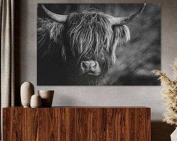 Gros plan d'une vache Highlander écossaise aux Pays-Bas, en noir et blanc