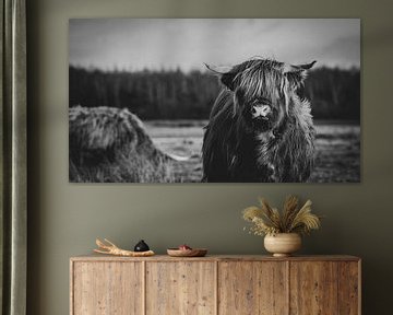 Nahaufnahme einer schottischen Highlander-Kuh auf einer niederländischen Wiese in Schwarz-Weiß