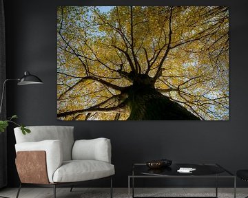 grote boom in herfst kleuren van Hilda van den Burgt