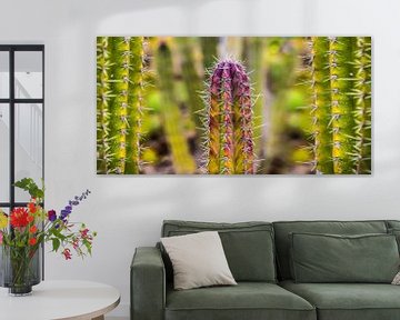 Kaktus mit mehreren Farbverläufen in der Panorama-Ansicht von Harrie Muis
