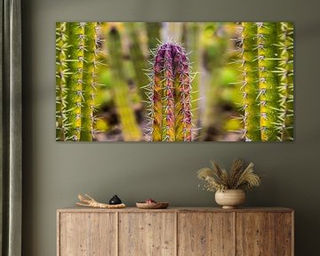 Cactus met  meerdere  verloop kleuren in panoramaview van Harrie Muis