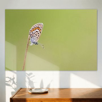 Un papillon dans l'herbe