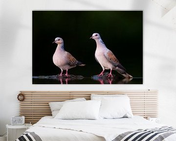 Turtle Doves (Streptopelia turtur) by Beschermingswerk voor aan uw muur