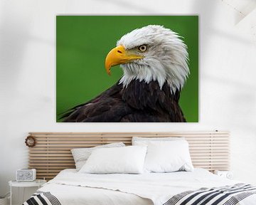 Portrait of an American white-tailed eagle by OCEANVOLTA