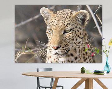 Portrait eines Leoparden von Angelika Stern