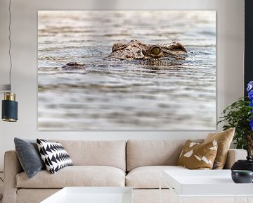 Crocodile in Zambezi by Angelika Stern