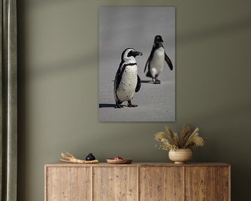 Jackass Pinguïns in Zuid-Afrika van Dirk Rüter