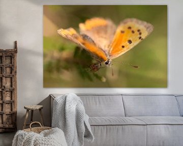 Small copper with green background by Angelique Koops