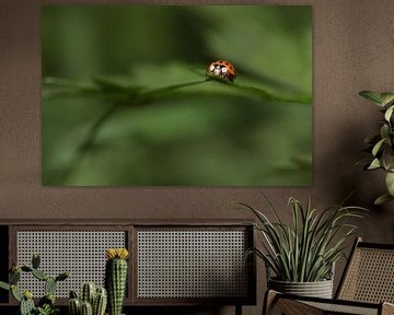 Ladybug on leaf with green background by Angelique Koops